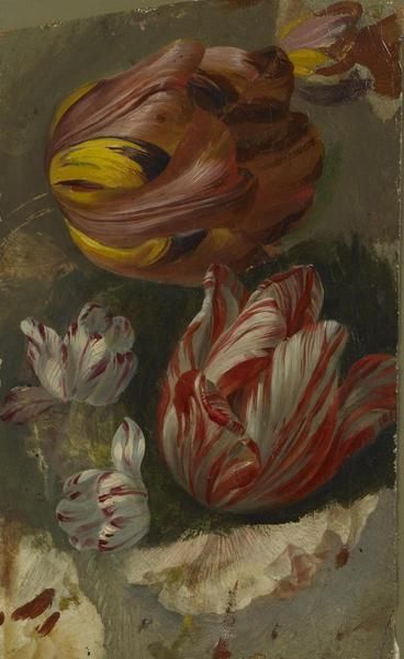 ETUDE DE TULIPES