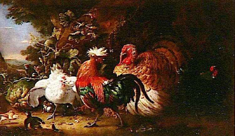 OISEAUX DE BASSE-COUR