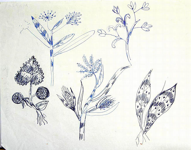 Végétaux canadiens, copie d'estampes [titre attribué]