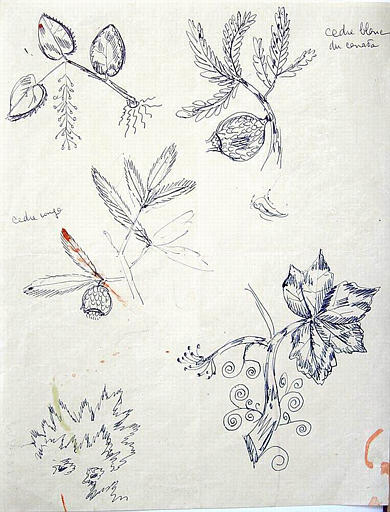 Flore canadienne (copie d'estampe XVIIIe) [titre attribué]