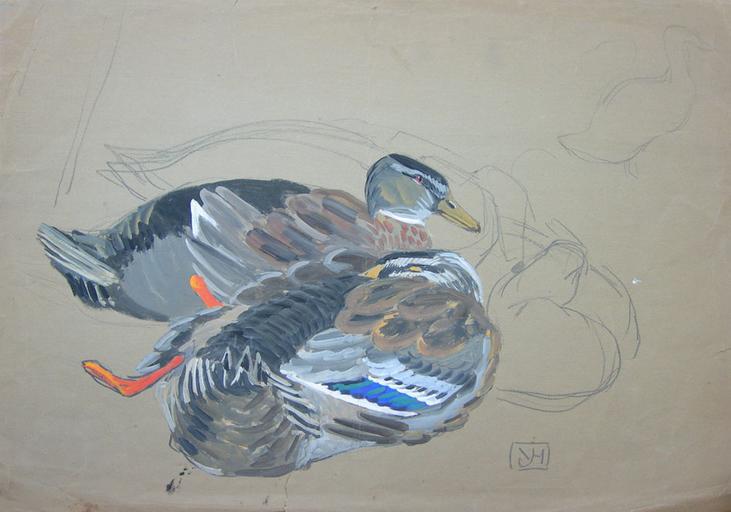 Canards dormant, tête dans les plumes (étude) [titre attribué]