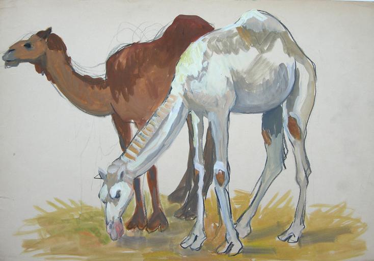 Dromadaire blanc et brun (étude) [titre attribué]
