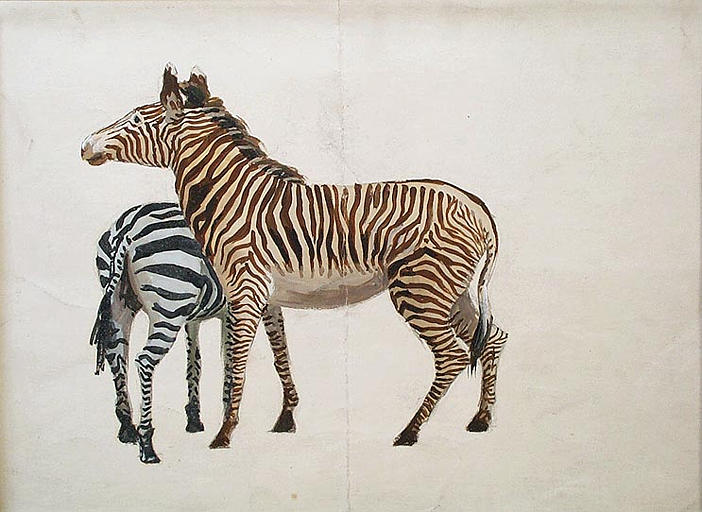 Zèbres brun et noir (étude) [titre attribué]