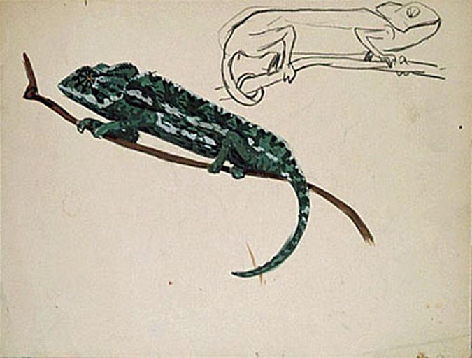 Caméléon vert (étude) [titre attribué]