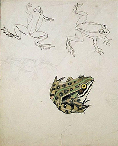Trois grenouilles dont une en couleur (étude) [titre attribué]
