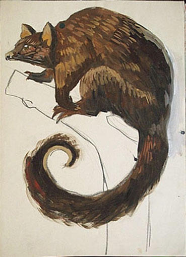 Grimpeur brun (étude) [titre attribué]