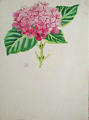 Fleur d'hortensia (étude) [titre attribué]