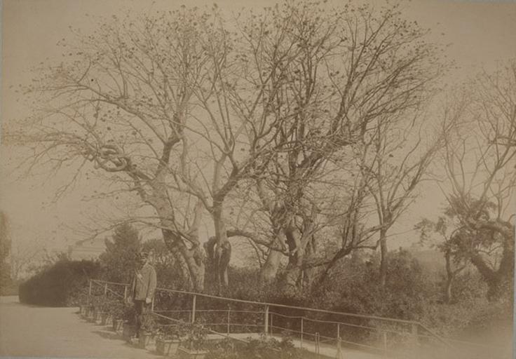 Les Coralgui (?) de la villa d'Orléans. Palerme. 4 avril 1885. 238