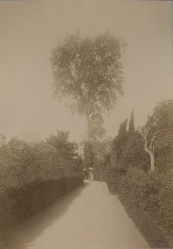 Jardin de la villa d'Orléans. Palerme. 4 avril 1885. 223