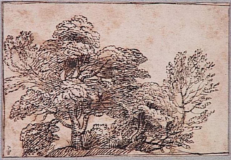 ETUDE D'ARBRES
