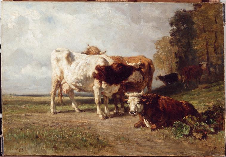 Vaches au repos