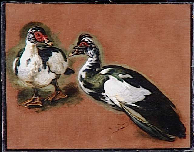 ETUDES DE CANARDS