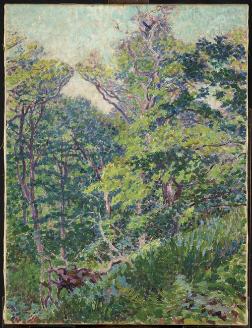 SOLEIL DANS LES ARBRES
