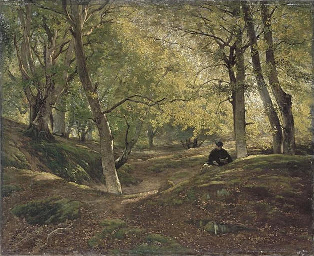 HETRAIE DANS LA FORET DE FONTAINEBLEAU