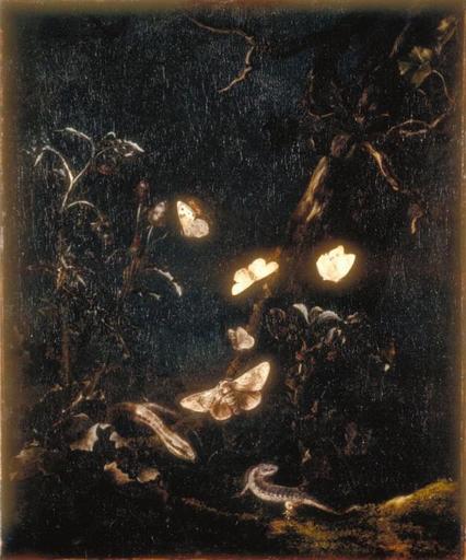 FLEURS, LEZARDS ET PAPILLONS