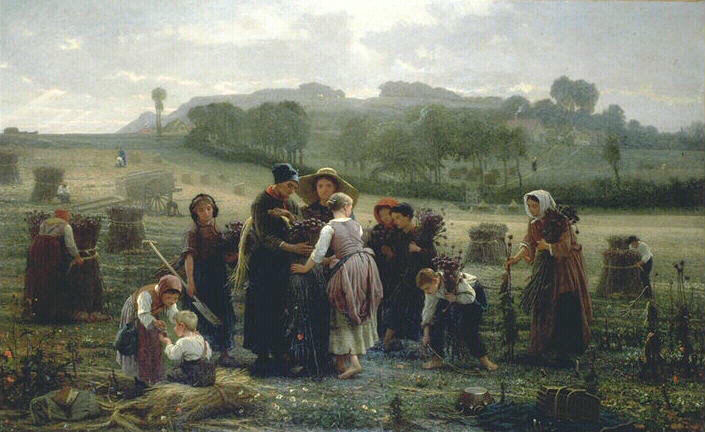 Récolte des oeillettes en Picardie