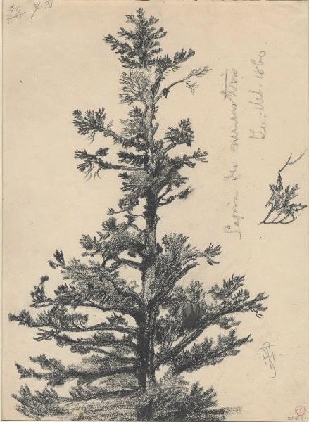 Sapin du Neuenstein (Titre inscrit )