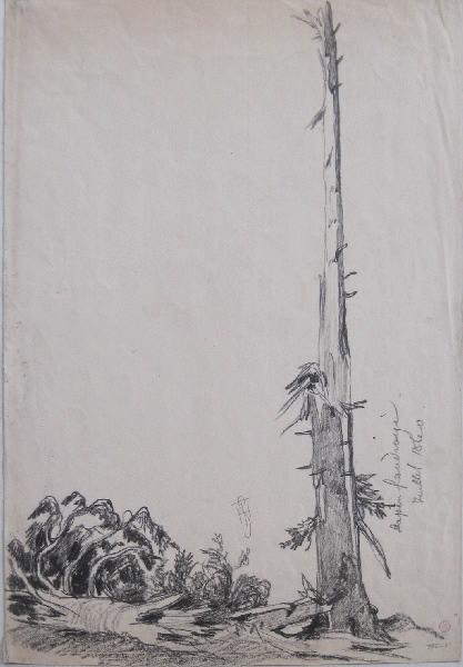 Sapin foudroyé