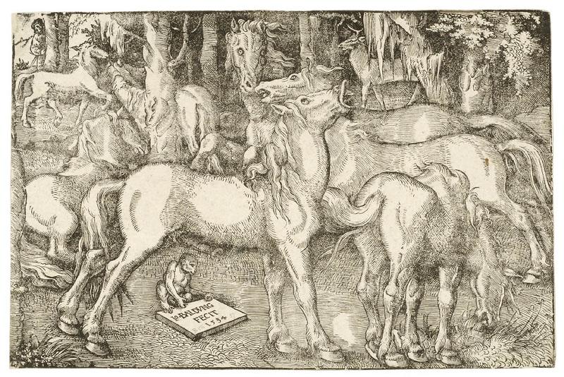 Sept étalons sauvages en quête d'amour