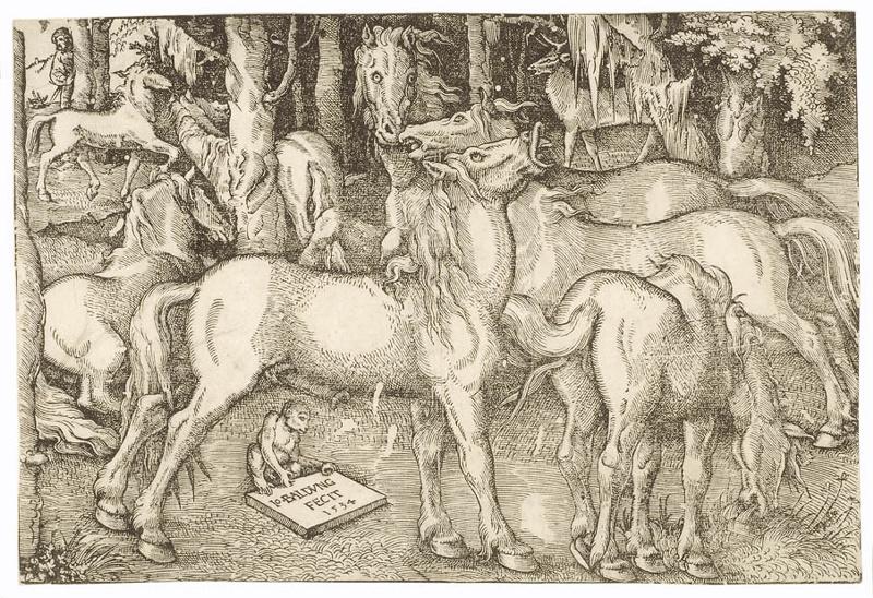 Sept étalons sauvages en quête d'amour