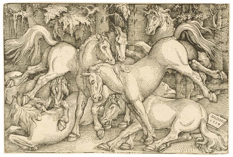 Sept chevaux sauvages dans une forêt