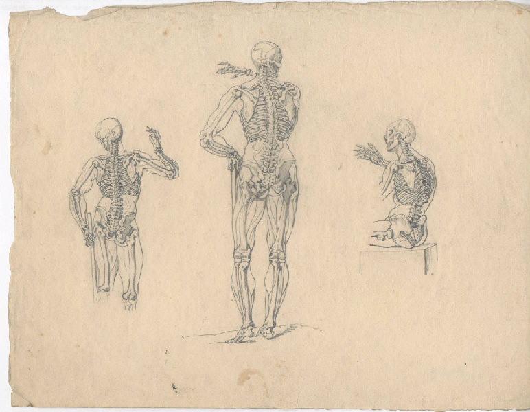 Dessin d'anatomie