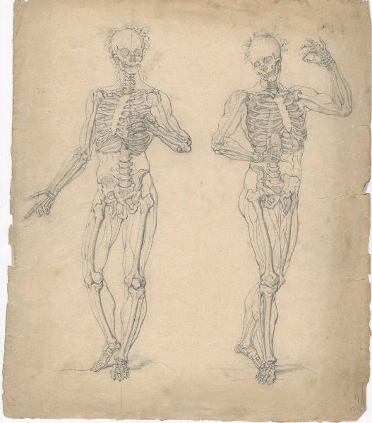 Dessin d'anatomie