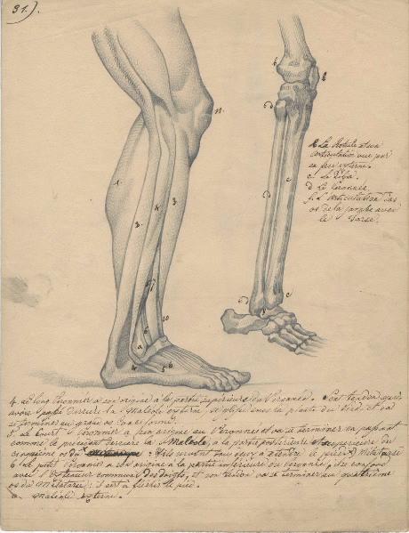 Dessin d'anatomie ; Etudes de jambe droite