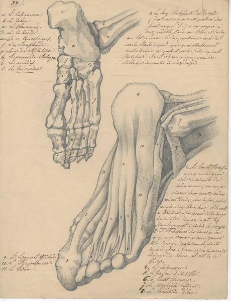 Dessin d'anatomie ; Etudes de pied droit