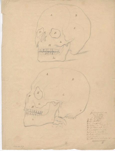 Dessin d'anatomie ; Crâne