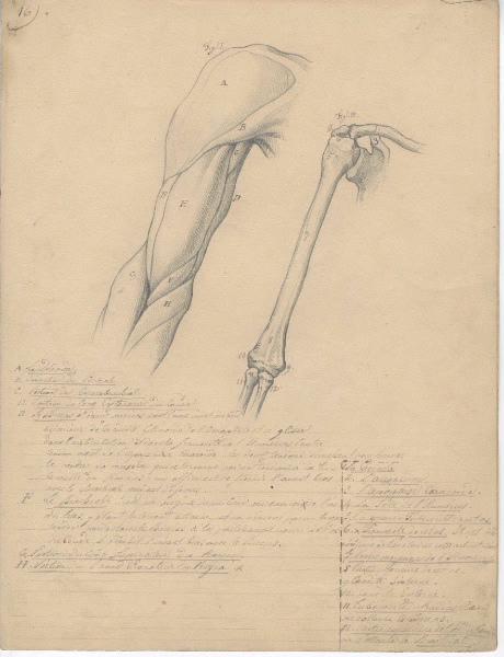 Dessin d'anatomie ; Etudes de bras droit