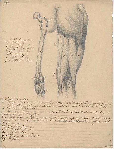 Dessin d'anatomie ; Etudes de jambe droite