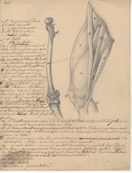 Dessin d'anatomie ; Etudes de jambe droite