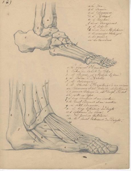 Dessin d'anatomie ; Etudes du pied droit
