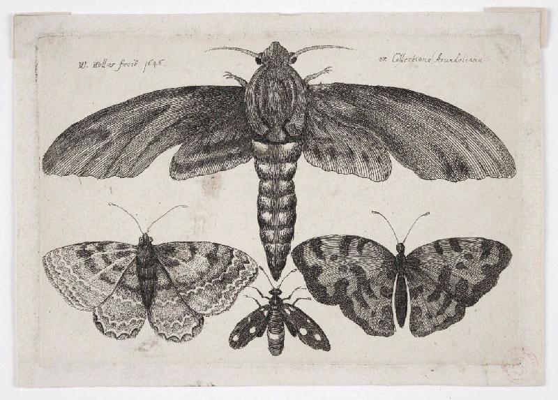 Muscarum scarabeorum (03)