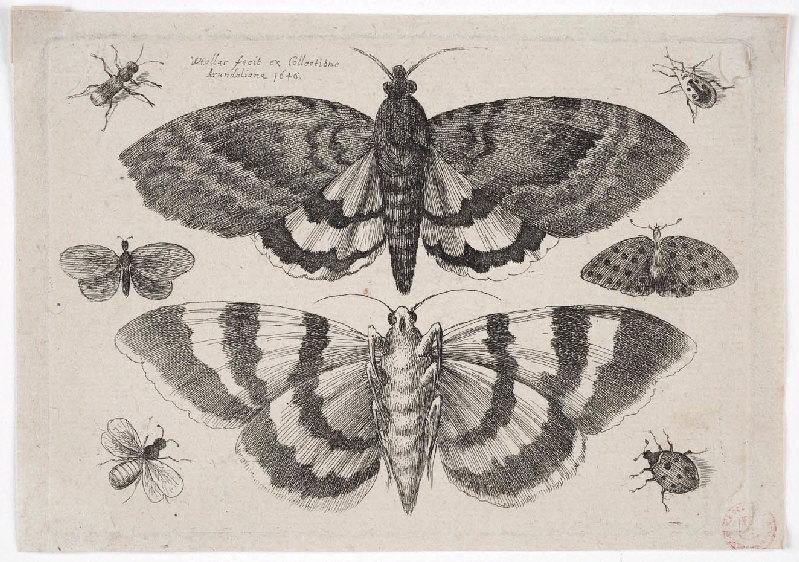 Muscarum scarabeorum (08)