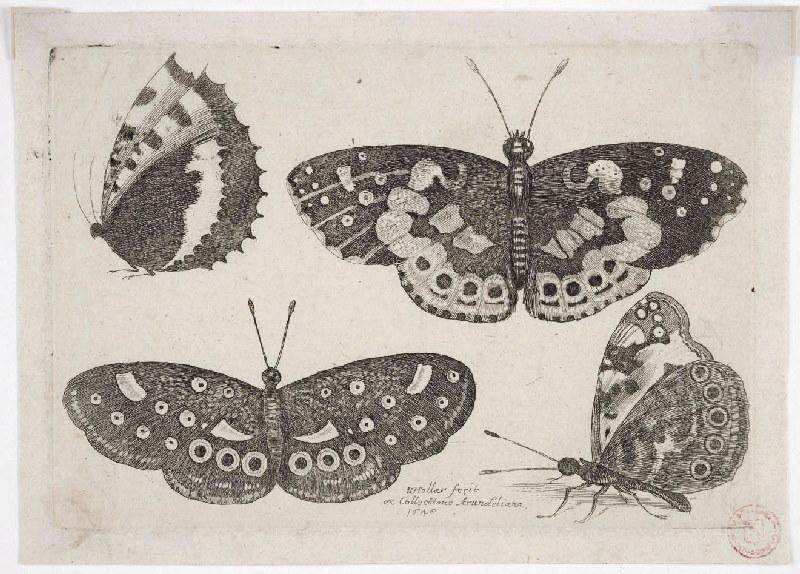 Muscarum scarabeorum (10)