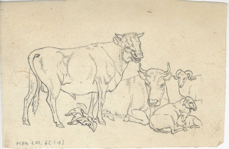 Vache ; Troupeau ; Dessin d'orfèvrerie