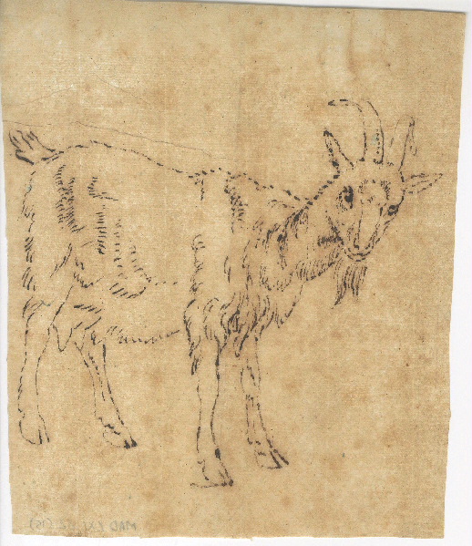 Chèvre ; Dessin d'orfèvrerie