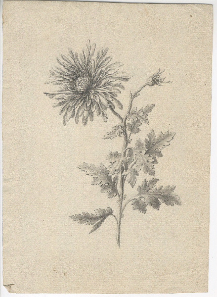 Fleur ; Croquis ; Dessin d'orfèvrerie