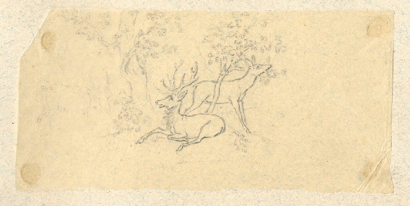 Cerf ; Biche ; Dessin d'orfèvrerie ; Album de dessins d'orfèvrerie