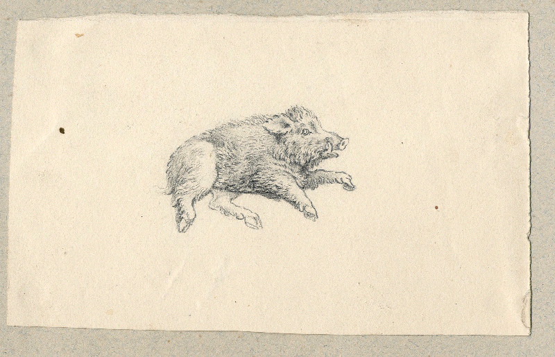 Sanglier ; Dessin d'orfèvrerie ; Album de dessins d'orfèvrerie