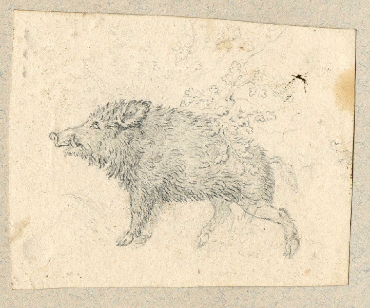 Sanglier ; Dessin d'orfèvrerie ; Album de dessins d'orfèvrerie