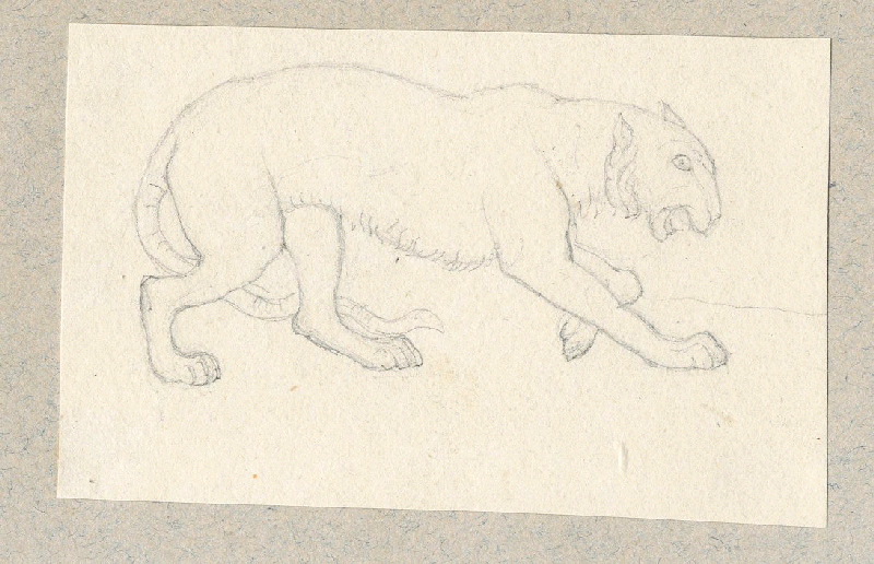 Tigre ; Dessin d'orfèvrerie ; Album de dessins d'orfèvrerie