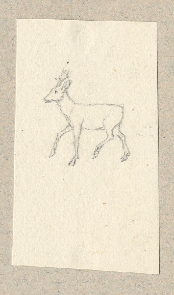 Chevreuil ; Dessin d'orfèvrerie