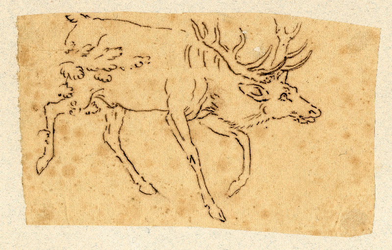 Cerf ; Dessin d'orfèvrerie