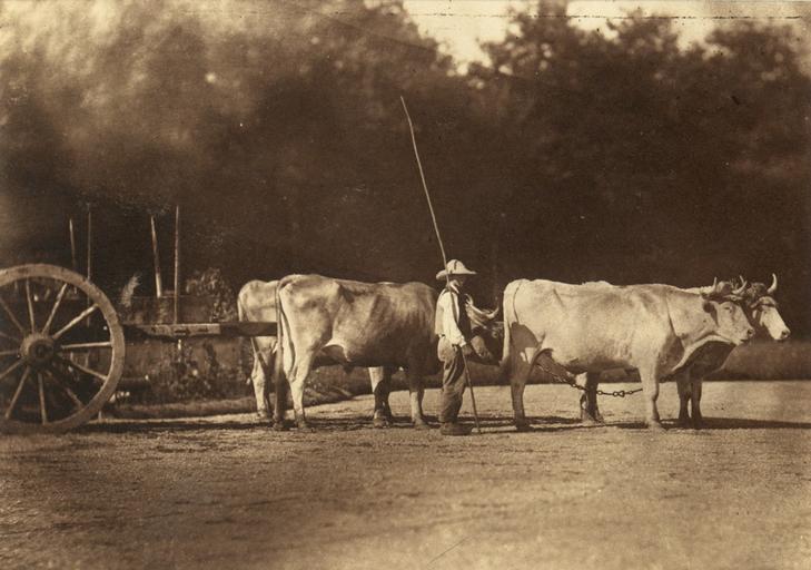 Attelage à quatre boeufs avec son bouvier