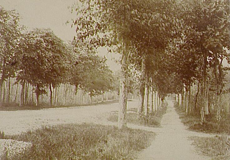 Allées bordées d'arbres