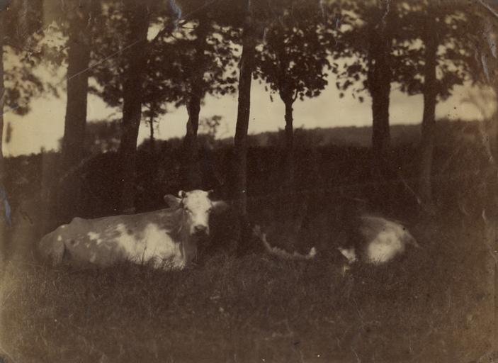 Deux vaches couchées dans un pré