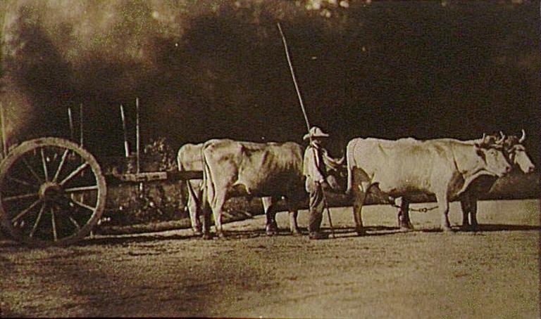 Attelage à quatre boeufs avec son bouvier
